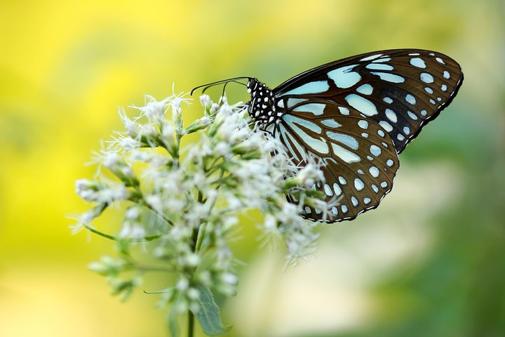 Butterfly Trail (11 Days) - Photo 1 of 13